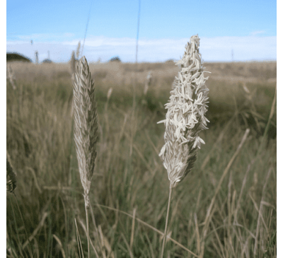Канареечник (10 шт.) / Phalaris aquatica